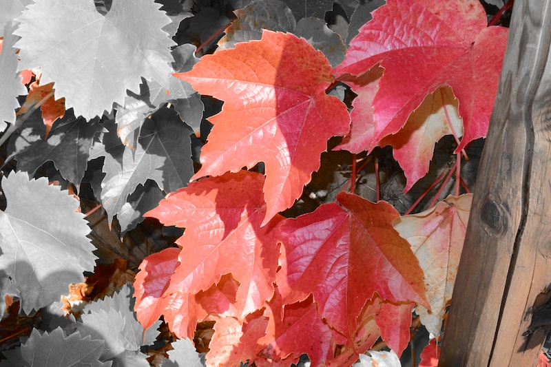 Elsass-2014-Itterswiller-014